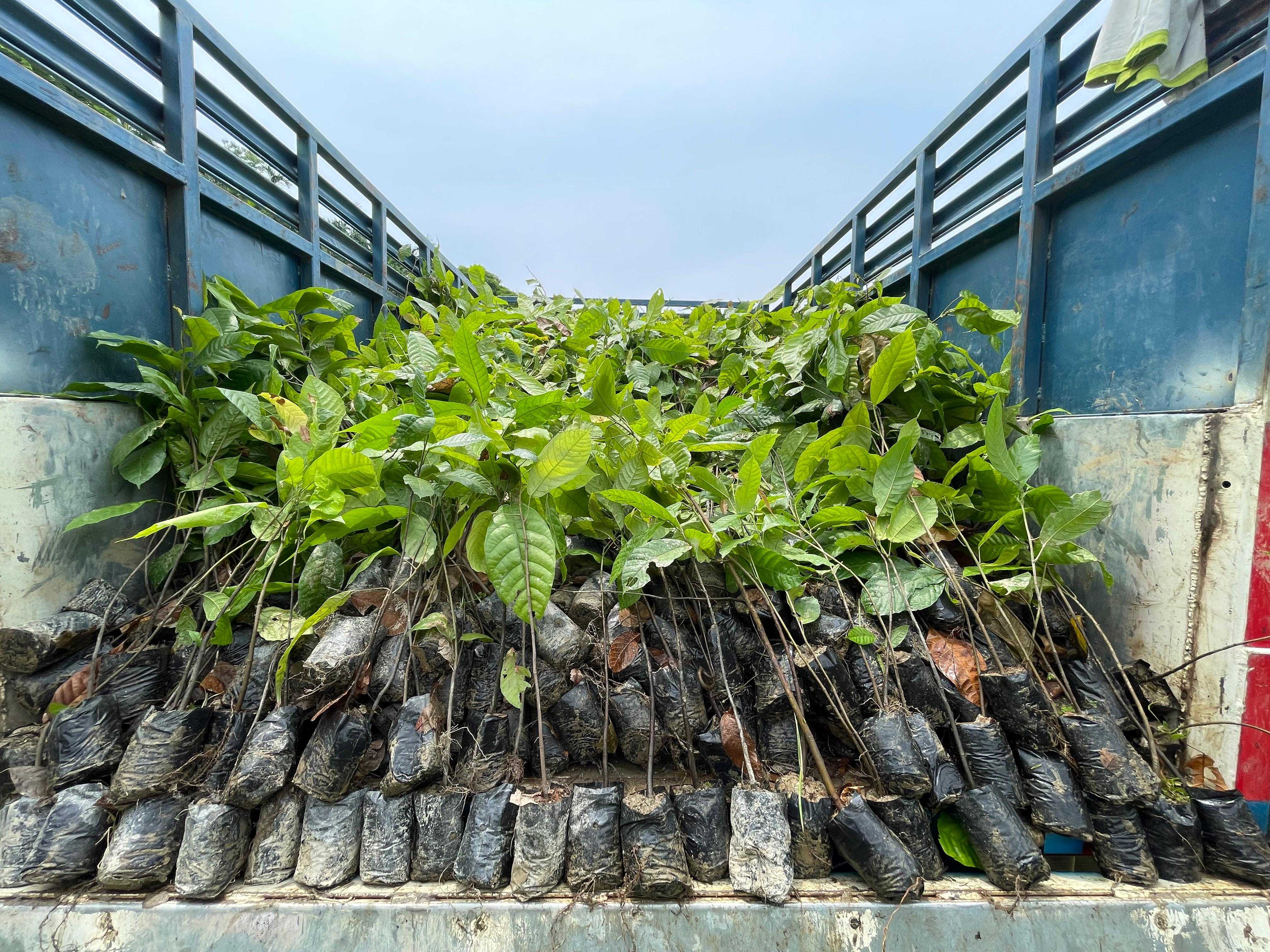 In Dabakgre, the consignment was received in the presence of local leaders, VCF members, LPC members, and villagers, who confirmed the satisfactory quality of the planting materials.