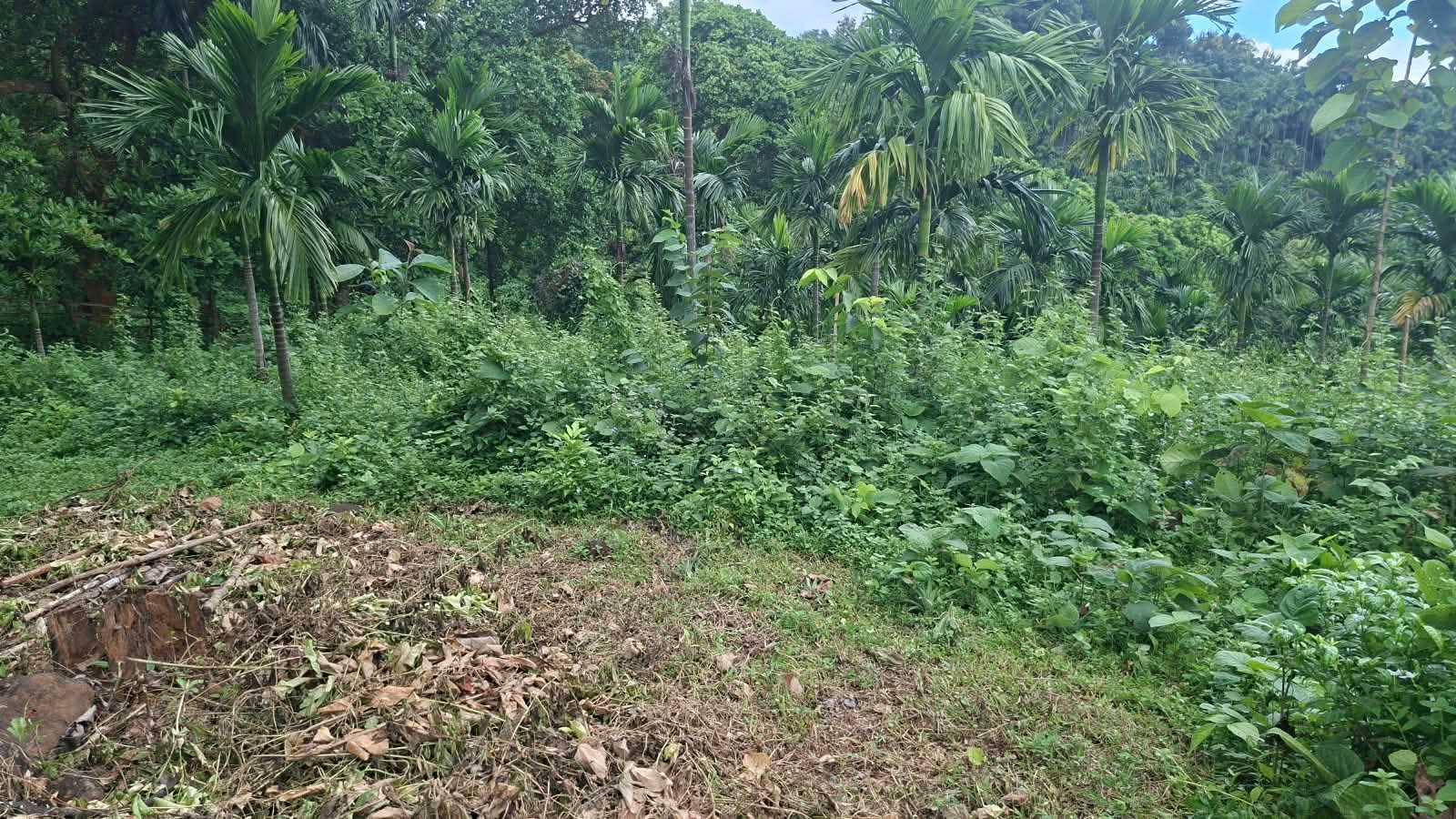 Plantation Plot Inspection by Ganol CMU Forester Team